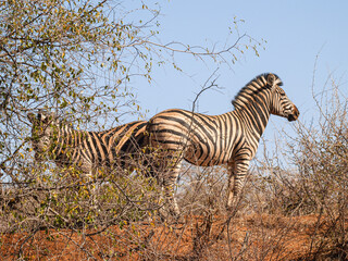 Fototapeta na wymiar Two zebra from low point of view standing in space South African bush on red soil under blue sky