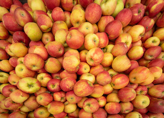 Pile of red and yellow apples in autumn