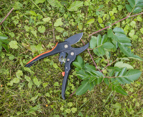 pruning shears for pruning branches of trees and shrubs lie on the ground, the concept of working...