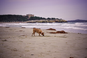 Paseos con mi perro por la playa