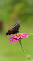 butterfly on pink flower