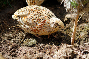 japanese laying quail in species-appropriate free-range husbandry