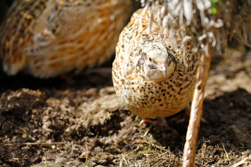 Fototapeta na wymiar japanese laying quail in species-appropriate free-range husbandry