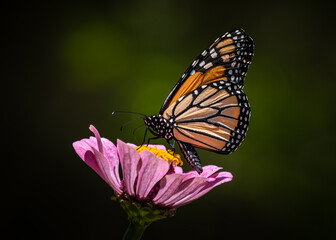 Monarch Butterfly in Louisiana