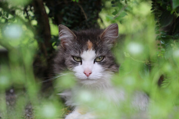 Naklejka na ściany i meble portrait de chat qui nous regarde fixement au milieu d'un végétation verdoyante