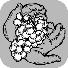 Grapes harvest in farmers hands. Etiquette logo design for wine bottle. Autumn rural vino festival. Winery production. Organic healthy food. Hand drawn retro vintage illustration. Old style drawing. 