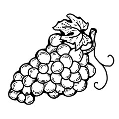Sweet juicy grape from farm autumn wine yard. Fresh fruit and berry from agricultural market. Wine bottle etiquette logo design. Hand drawn line doodle illustration. Old style retro vintage drawing.