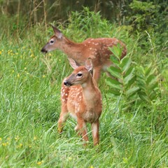 Baby Deer Fawns in Benezette PA Elk State Forest