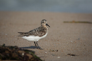 Sandpiper Glance