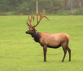 Male Bull Elk Beenezette PA