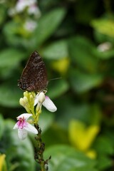butterfly on flower