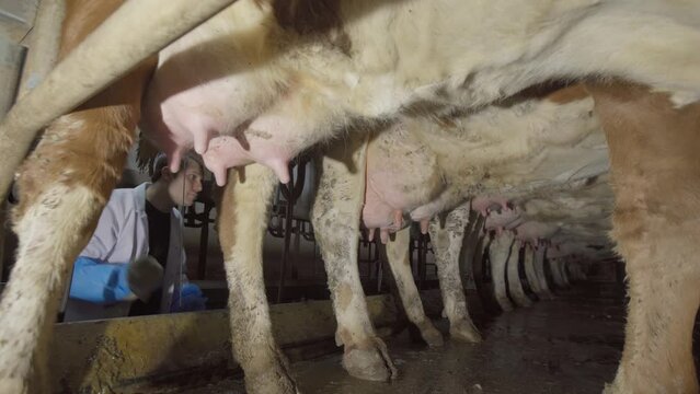 Cleaning cow udders. Farmer at the milking unit.
The farmer wiping the udders of the cows with a cloth in the milking unit.
