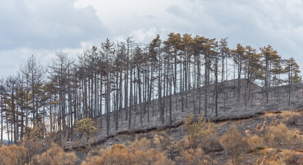 Fototapeta premium Trees destroyed by fire. Charred vegetation and ash-covered ground. Natural disaster and death. Navarre, Spain.