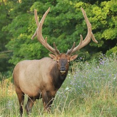Naklejka na ściany i meble Male Bull Elk Benezette PA