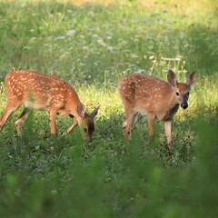 Adorable Fawns in Benezette PA Elk County