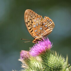Butterfly Beauty in Elk State Forest Benezette PA