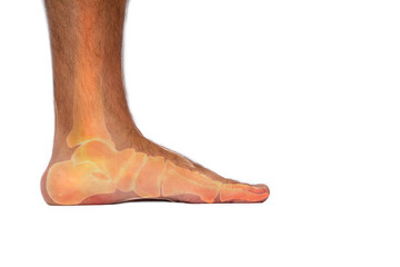 Transparent side view of a man's foot bones