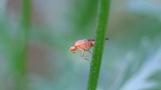 petite mouche drosophile (mouche du vinaigre - drosophila melanogaster) pos&eacute;e sur un brin d'herbe