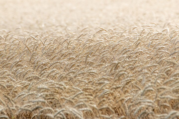Wheat field