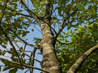 Gaharu tree (Aquilaria malaccensis) in the morning