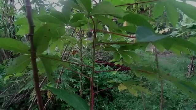 cassava plant. Indonesian people usually call it as ketela atau singkong