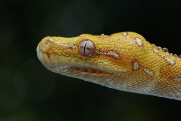 close up of a snake 