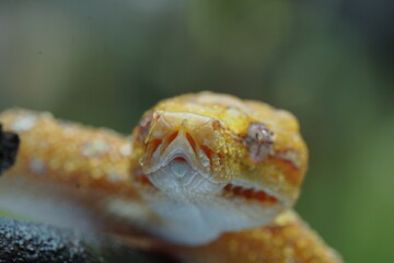 close up of a yellow snake 