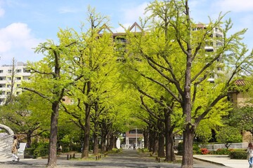 Fototapeta na wymiar 横綱町公園
