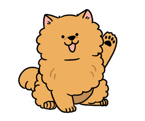 片手を挙げている茶色のポメラニアン