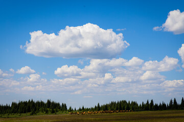 Elk herd in distance in mountain meadow