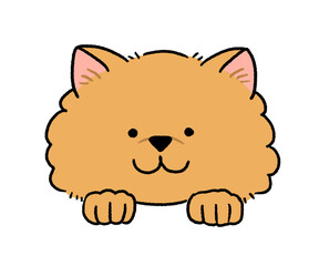 茶色いポメラニアンの顔