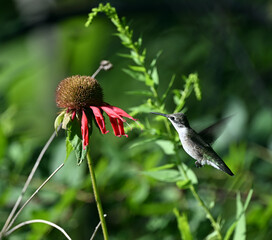 Ruby throated Hummingbird-female looking for nector