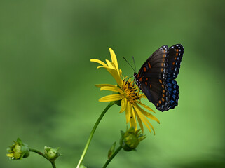 Butterfly on yellow flower in summer