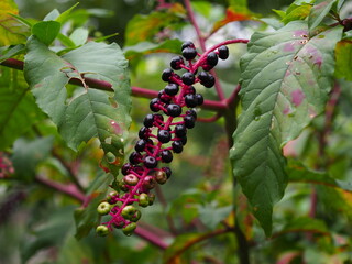 American pokeberries along the Potomac river