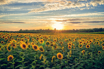 Meadow of beautiful sunflowers at sunset, field yellow flowers - 521733876