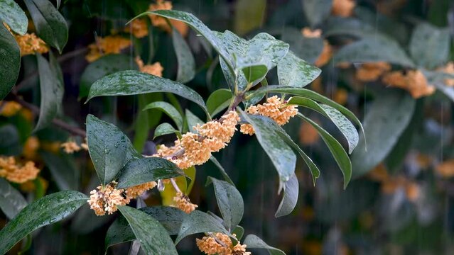 In Autumn, the sweet osmanthus flowers are blooming in the rain.