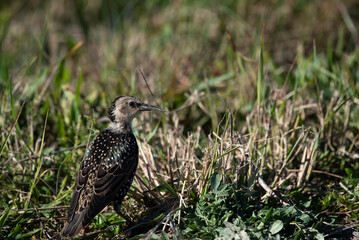 European Starling