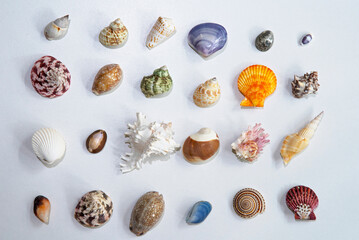 set of sea shell on white background