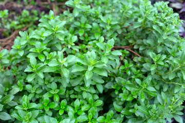 Green leaves of stevia plant