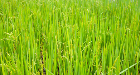 Obraz premium Rice plant in rice field.