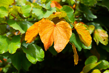 Bauhinia aureifolia or gold leaf bauhinia