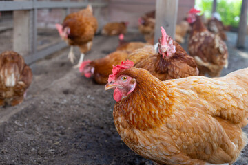 Hens in the chicken farm. Organic poultry house.