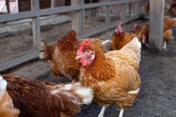 Hens in the chicken farm. Organic poultry house.