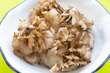 Maitake (Grifola frondose) mushroom on green background