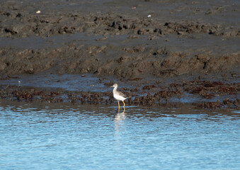 Greater Yellowlegs