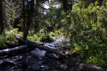 stream log crossing in the woods
