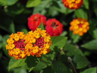 colorful lantana flowers