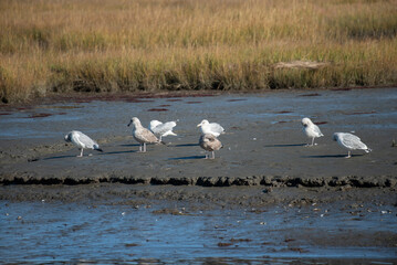 Herring Gull