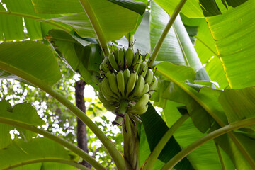 Bunch of raw green bananas