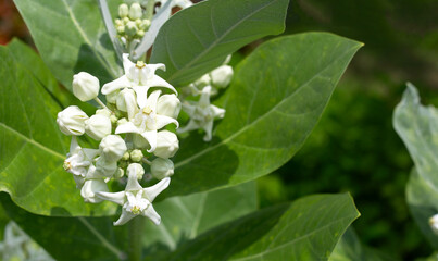 Crown flower or giant Indian milkweed or gigantic swallow wort tree